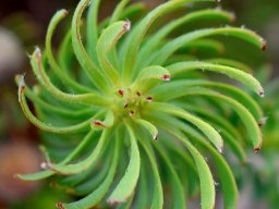 Leucadendron linifolium rotating
