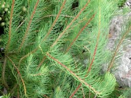 Leucadendron nobile