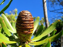Leucadendron platyspermum female cone