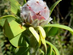 Leucadendron pubescens female cone
