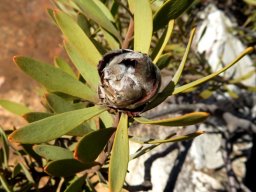 Leucadendron pubescens only slight pubescence