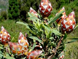 Leucadendron rubrum