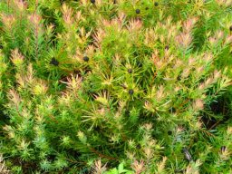 Leucadendron salignum dry male cones