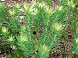 Leucadendron sessile