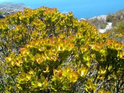 Leucadendron strobilinum