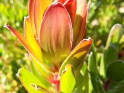Leucadendron strobilinum stem tip