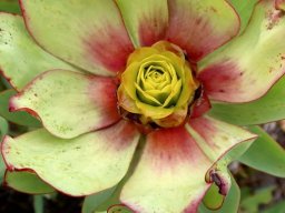 Leucadendron tinctum bergroos leaves and bracts