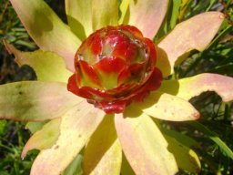 Leucadendron tinctum