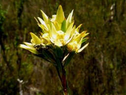 Leucadendron uliginosum male flowerheads