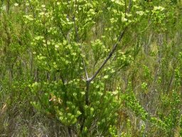 Leucadendron uliginosum