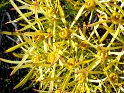 Leucadendron xanthoconus male or pollen cones