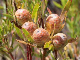 Leucadendron xanthoconus female cones