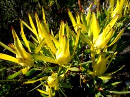 Leucadendron xanthoconus concealed cones