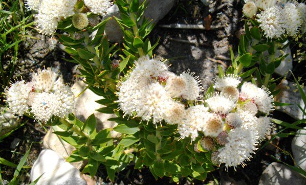 Leucospermum bolusii