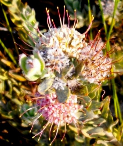 Leucospermum calligerum bicoloured styles
