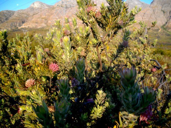 Leucospermum calligerum