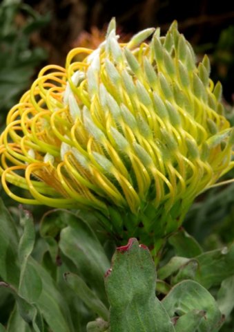 Leucospermum catherinae flowerhead half open