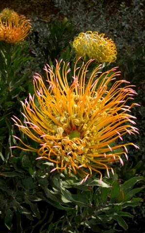Leucospermum catherinae 