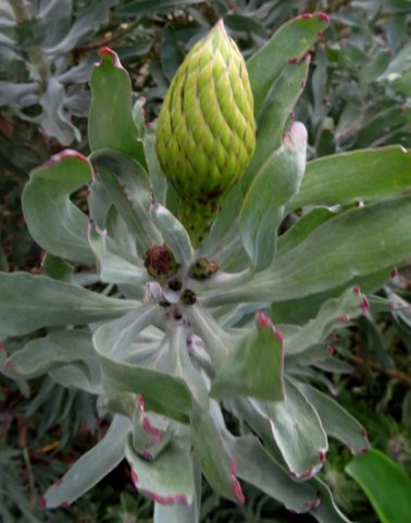 Leucospermum catherinae flowerhead beginning