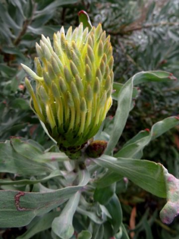 Leucospermum catherinae flowerhead grey-tipped