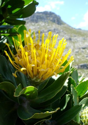 Leucospermum conocarpodendron, when all has gone well