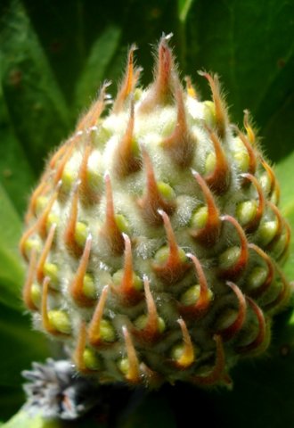 Leucospermum conocarpodendron, perianths appearing