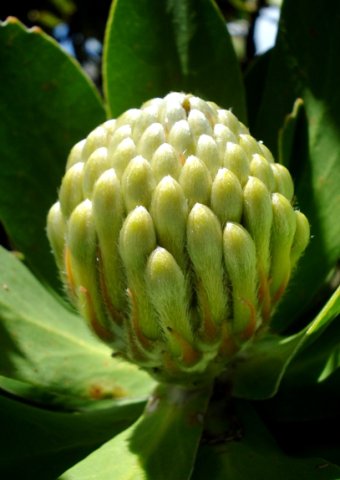 Leucospermum conocarpodendron, the Botany Beatles