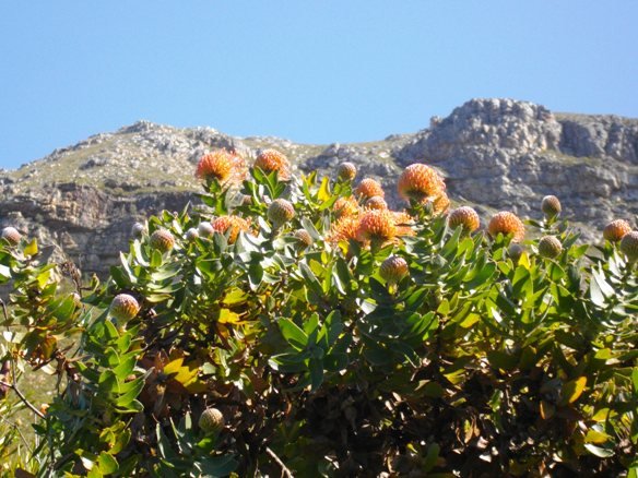 Leucospermum cordifolium