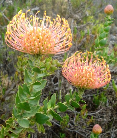 Leucospermum cordifolium arriving and arrived