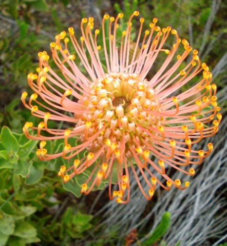 Leucospermum cordifolium from above