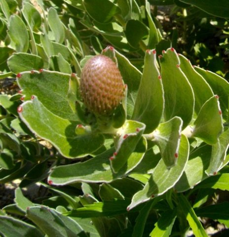 Leucospermum cordifolium budding beginnings