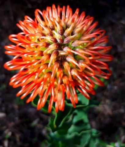 Leucospermum cordifolium highly strung styles