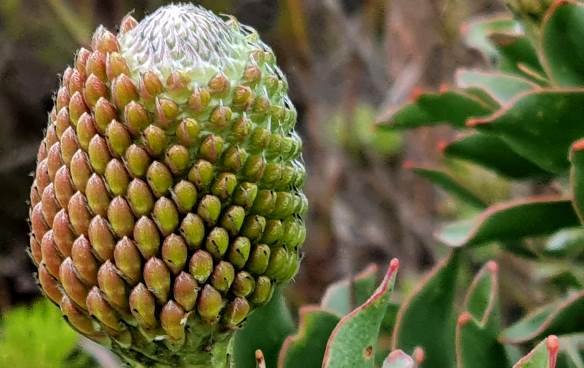 Leucospermum cordifolium budding early days