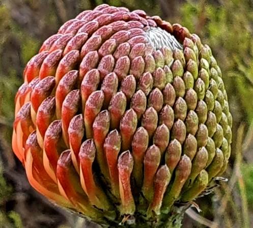 Leucospermum cordifolium budding halfway 