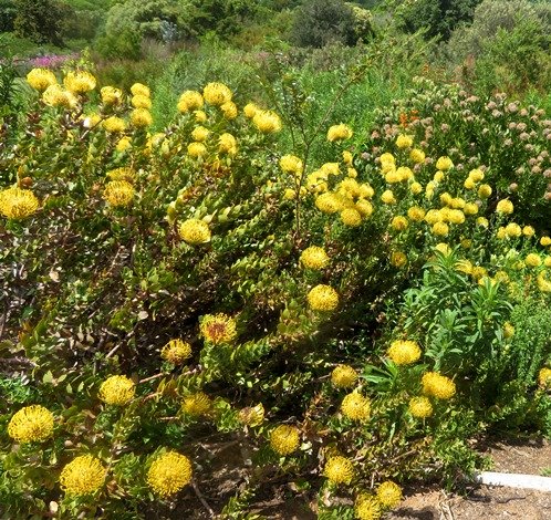 Leucospermum