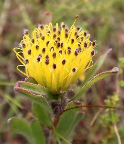 Leucospermum gracile dark perianth tips
