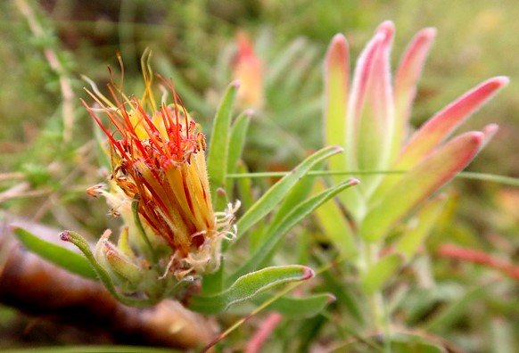 Leucospermum gracile old head, young stem-tip