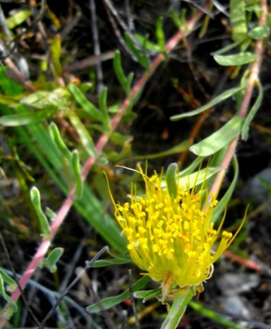 Leucospermum gracile