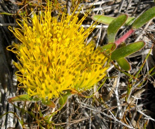 Leucospermum gracile flowerhead