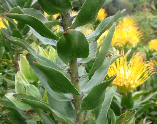 Leucospermum grandiflorum stem-leaves