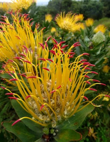 Leucospermum grandiflorum erect styles