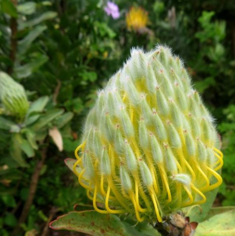 Leucospermum grandiflorum bud nearing anthesis