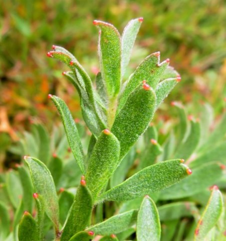 Leucospermum heterophyllum leaves