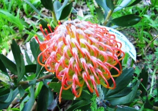 Leucospermum hybrid