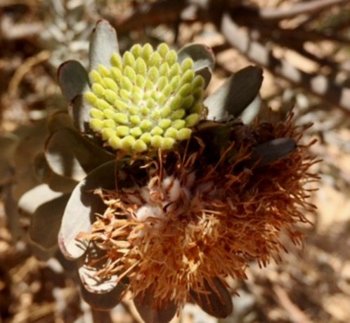 Leucospermum rodolentum leaves