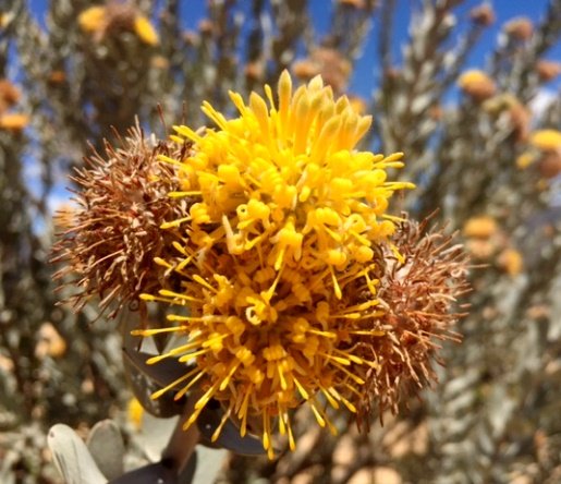 Leucospermum rodolentum, a busy stem tip