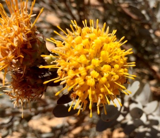 Leucospermum rodolentum flowerhead
