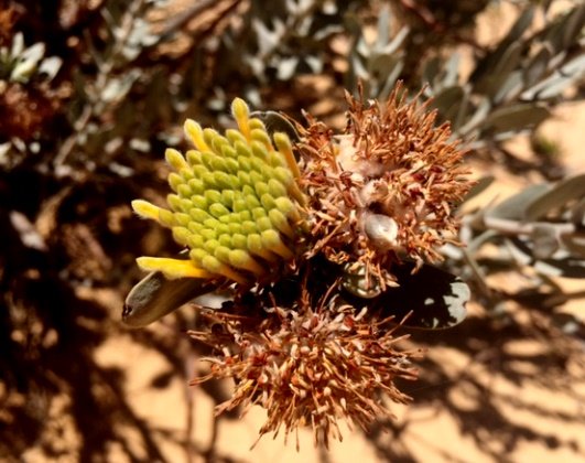 Leucospermum rodolentum flat-topped