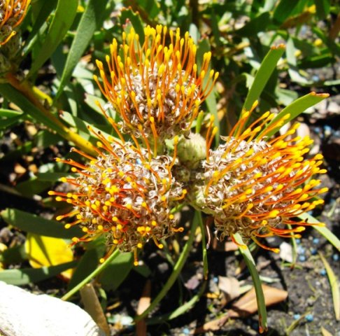 Leucospermum muirii