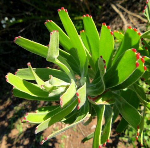 Leucospermum muirii leaves